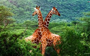 Giraffes