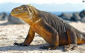 Iguanas