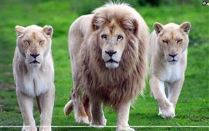 Lions