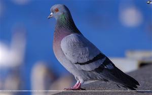 Pigeons