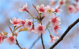 Cherry Blossoms