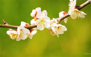 Cherry Blossoms