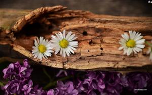 Daisies