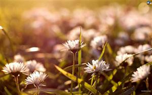 Daisies