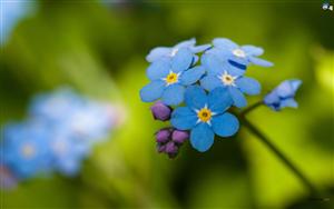 Forget Me Not