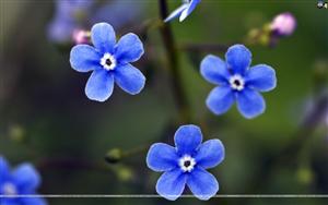 Forget Me Not