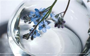 Forget Me Not