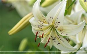 Lilies