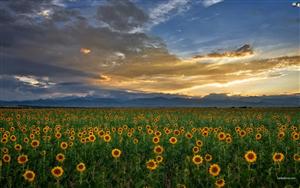 Sunflowers