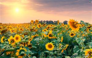 Sunflowers