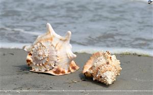 Seashells