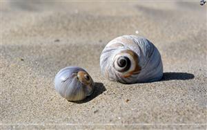 Seashells