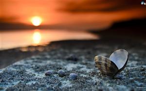 Seashells