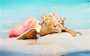 Seashells