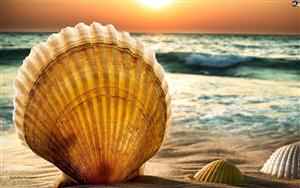 Seashells