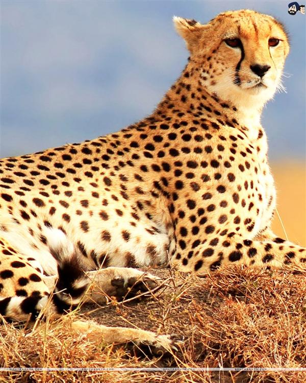 Cheetah