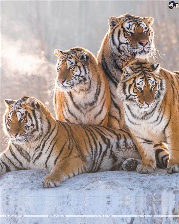 Tigers