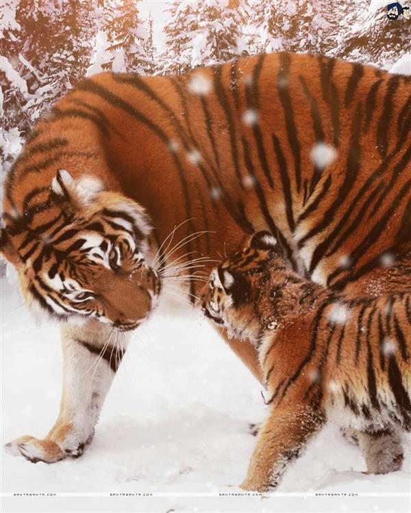 Tigers