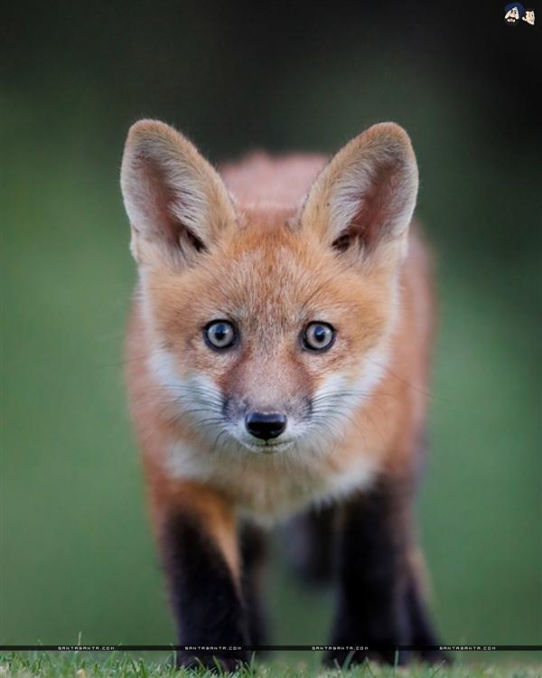 Fox