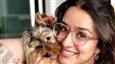 Shraddha Kapoor Recreates 'Tussi Na Jao' Moment with Her Adorable Pet!