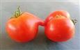 Naughty Tomatoes