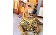 Bappi Lahiri's Favourite Puppy