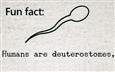 Deuterostomes!