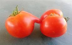 Naughty Tomatoes