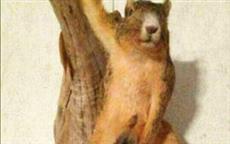 Taxidermy Fail - Mounted Squirrel Holding a Nut 