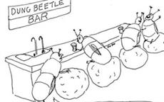 Beetle Bar