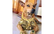 Bappi Lahiri's Favourite Puppy