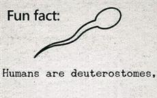 Deuterostomes!