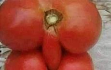 Horny Tomatoes