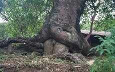 Tree Sex!