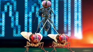 'Eega' takes foreign film fests by storm