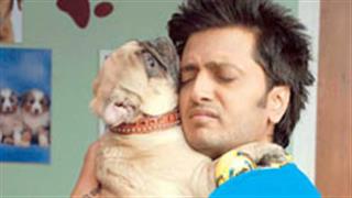 Riteish looks forward to three releases in four weeks