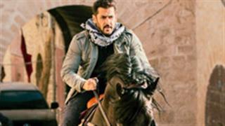 Tiger hunts on a horseback in Morocco!