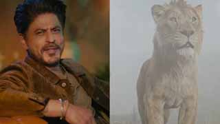 'Kaafi Milti Julti Hai Na Yeh Kahani' - Shah Rukh Khan draws parallels to Mufasa's journey in a new video from Mufasa: The Lion King!