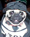 Fakhru, the Pug