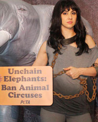 Lauren Gottlieb at PETA Anti Circus Campaign