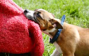 Over a dog bite, man files lawsuit of $2 undecillion- that's 2 followed by 36 zeroes!