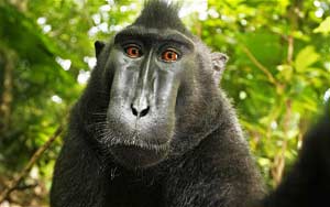 Monkey owns copyright for selfie, Wikipedia tells photographer