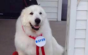 A dog is now mayor of a small town in Minnesota