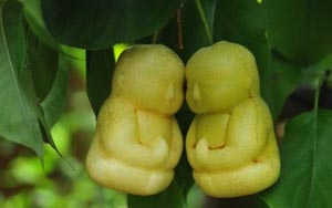 Chinese farmer grows 'Buddha-shaped pears' 