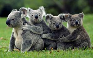 Global wildlife population down by half since 1970: WWF