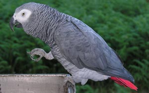 California parrot that vanished for 4 years returns speaking Spanish