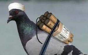 Bird bombs: Here's a brand new entry in Taliban arsenal