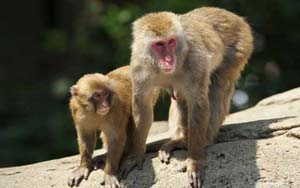 Curious monkeys trade 'prize' for information