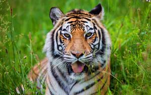 India's tiger success story based on dodgy science: Study 