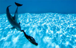 Just like humans, dolphins too are choosy about friends
